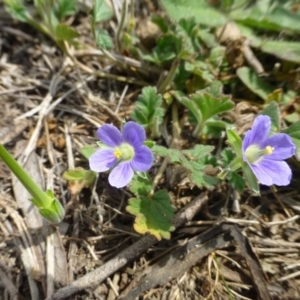 Erodium crinitum at Molonglo Valley, ACT - 20 Oct 2018