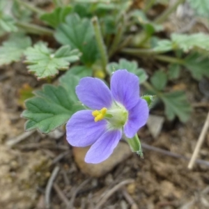 Erodium crinitum at Molonglo Valley, ACT - 20 Oct 2018 12:00 AM