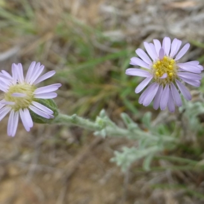 Vittadinia gracilis (New Holland Daisy) at Hackett, ACT - 19 Oct 2018 by RWPurdie