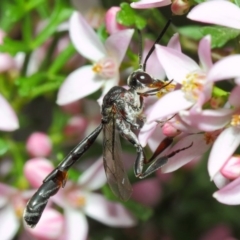 Pseudofoenus sp. (genus) (Unidentified bee-parasite wasp, burrowing bee parasite wasp) at ANBG - 18 Oct 2018 by TimL