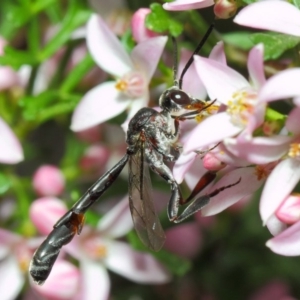 Pseudofoenus sp. (genus) at ANBG - 18 Oct 2018