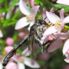 Pseudofoenus sp. (genus) at ANBG - 18 Oct 2018