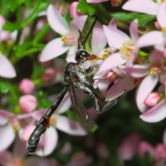 Pseudofoenus sp. (genus) at ANBG - 18 Oct 2018