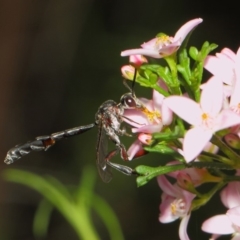 Pseudofoenus sp. (genus) at ANBG - 18 Oct 2018