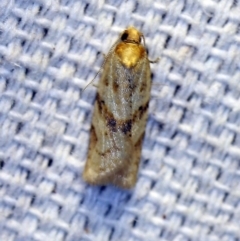 Merophyas divulsana (Lucerne Leafroller (Tortricinae, Archipini) at O'Connor, ACT - 19 Oct 2018 by ibaird