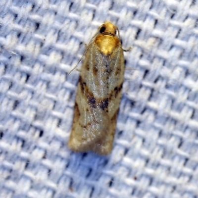 Merophyas divulsana (Lucerne Leafroller) at O'Connor, ACT - 19 Oct 2018 by ibaird