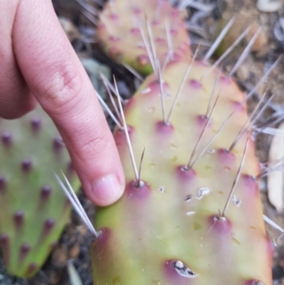 Opuntia sp. (Prickly Pear) at Hughes, ACT - 19 Oct 2018 by ACTParks-InvasivePlantsTeam