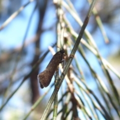 Leistomorpha brontoscopa (A concealer moth) at Flynn, ACT - 18 Oct 2018 by Christine