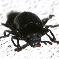 Meneristes australis (Darking beetle) at Ainslie, ACT - 17 Oct 2018 by jbromilow50