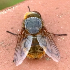 Calliphora stygia (Brown blowfly or Brown bomber) at Ainslie, ACT - 17 Oct 2018 by jb2602