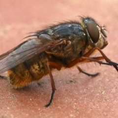 Calliphora stygia at Ainslie, ACT - 17 Oct 2018 12:00 PM