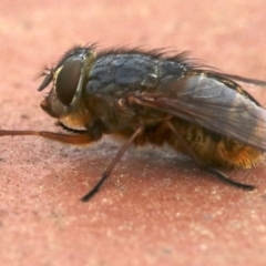 Calliphora stygia at Ainslie, ACT - 17 Oct 2018