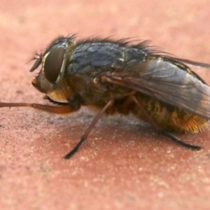 Calliphora stygia at Ainslie, ACT - 17 Oct 2018