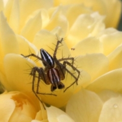 Oxyopes sp. (genus) at Ainslie, ACT - 17 Oct 2018