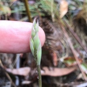 Calochilus sp. at Brindabella, NSW - 20 Oct 2018