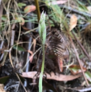 Calochilus sp. at Brindabella, NSW - 20 Oct 2018