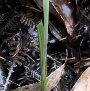 Calochilus sp. at Brindabella, NSW - suppressed