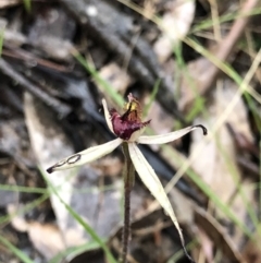 Caladenia orestes (Burrinjuck Spider Orchid) at Brindabella, NSW - 20 Oct 2018 by AaronClausen