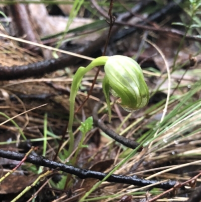 Pterostylis nutans (Nodding Greenhood) at Brindabella, NSW - 20 Oct 2018 by AaronClausen