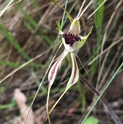 Caladenia parva (Brown-clubbed Spider Orchid) at Brindabella, NSW - 20 Oct 2018 by AaronClausen