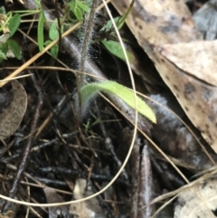 Caladenia parva at Brindabella, NSW - suppressed