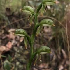 Bunochilus montanus (Montane Leafy Greenhood) at Brindabella, NSW - 20 Oct 2018 by AaronClausen