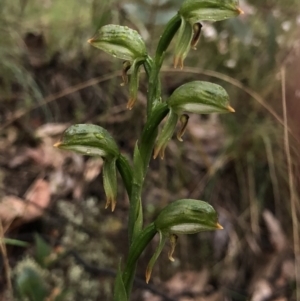 Bunochilus montanus (ACT) = Pterostylis jonesii (NSW) at Brindabella, NSW - 20 Oct 2018