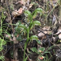 Bunochilus montanus (ACT) = Pterostylis jonesii (NSW) at Brindabella, NSW - 20 Oct 2018