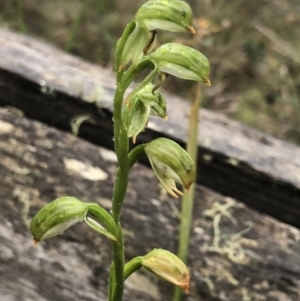 Bunochilus montanus (ACT) = Pterostylis jonesii (NSW) at Brindabella, NSW - 20 Oct 2018