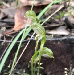 Bunochilus montanus (ACT) = Pterostylis jonesii (NSW) at Brindabella, NSW - 20 Oct 2018