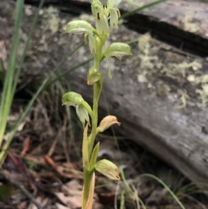 Bunochilus montanus (ACT) = Pterostylis jonesii (NSW) at Brindabella, NSW - 20 Oct 2018