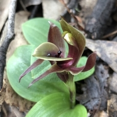 Chiloglottis valida (Large Bird Orchid) at Brindabella, NSW - 20 Oct 2018 by AaronClausen