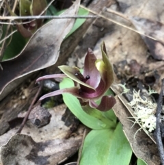 Chiloglottis valida at Brindabella, NSW - suppressed