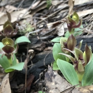 Chiloglottis valida at Brindabella, NSW - suppressed