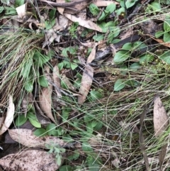 Chiloglottis valida at Brindabella, NSW - 20 Oct 2018