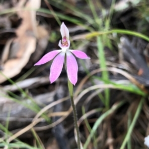 Caladenia carnea at Brindabella, NSW - suppressed