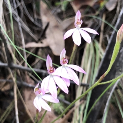 Caladenia carnea (Pink Fingers) at Brindabella, NSW - 20 Oct 2018 by AaronClausen