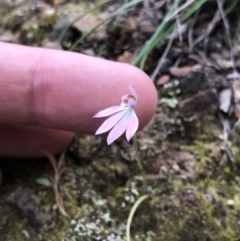 Caladenia carnea (Pink Fingers) at Brindabella, NSW - 20 Oct 2018 by AaronClausen