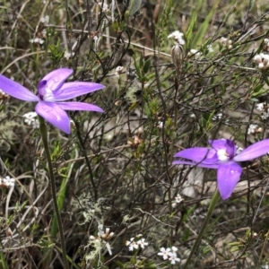 Glossodia major at Brindabella, NSW - 20 Oct 2018