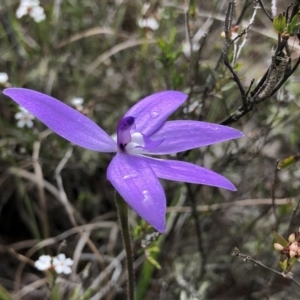 Glossodia major at Brindabella, NSW - 20 Oct 2018