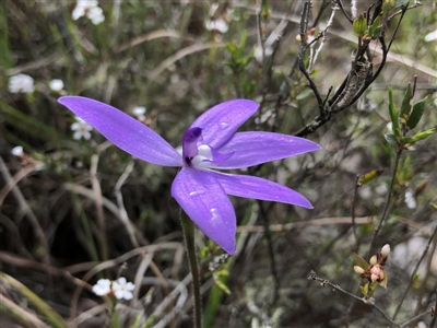 Glossodia major (Wax Lip Orchid) at Brindabella, NSW - 20 Oct 2018 by AaronClausen