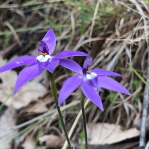 Glossodia major at Brindabella, NSW - 20 Oct 2018