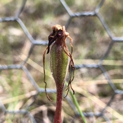 Caladenia orestes (Burrinjuck Spider Orchid) at Brindabella, NSW by AaronClausen