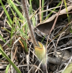 Caladenia orestes at suppressed - 20 Oct 2018