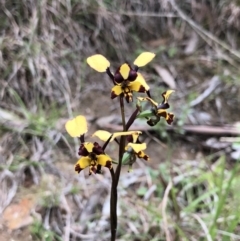 Diuris pardina (Leopard Doubletail) at Brindabella, NSW - 20 Oct 2018 by AaronClausen