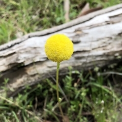 Craspedia sp. (Billy Buttons) at Brindabella, NSW - 20 Oct 2018 by AaronClausen