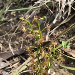 Drosera (genus) (A Sundew) at Brindabella, NSW - 20 Oct 2018 by AaronClausen