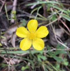 Ranunculus sp. (Buttercup) at Brindabella, NSW - 20 Oct 2018 by AaronClausen