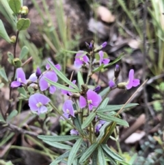 Glycine clandestina (Twining Glycine) at Brindabella, NSW - 20 Oct 2018 by AaronClausen