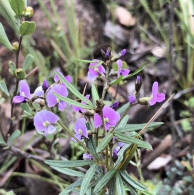 Glycine clandestina (Twining Glycine) at Brindabella, NSW - 20 Oct 2018 by AaronClausen